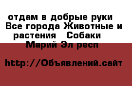 отдам в добрые руки - Все города Животные и растения » Собаки   . Марий Эл респ.
